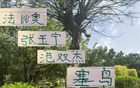 北京國安4月候選名單，張玉寧、古加、小范、塞鳥入圍。