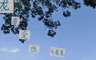 蔣內傷，大連賽，馬艾誰得機？