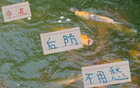 陳晉一左路首屈一指，金蔣朱三將申花后防無憂。
