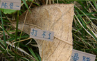 陳晉一缺席申花熱身賽