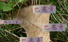 中超豪門6月7日戰，海港進球7粒領跑