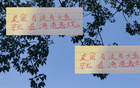 深圳申花等隊引外援國腳，夏窗期待海港大魚。