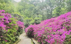 今夜鎮(zhèn)江，杜鵑紅盛開，信念待果。
