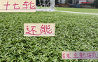 中超三豪門，維塔爾海港，馬納法申花，全勤外援17輪首發