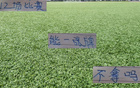 申花特謝拉能否一戰通關？