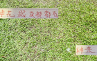 申花引援李可，蓉城租借多特神筆！